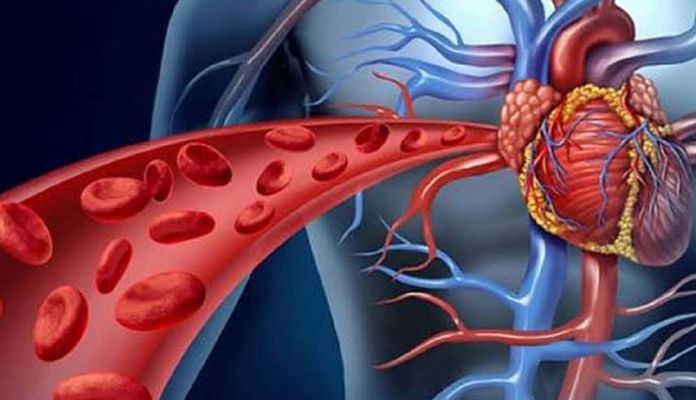 Improves Blood Circulation